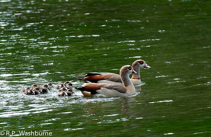 Washburne_06_Ducks