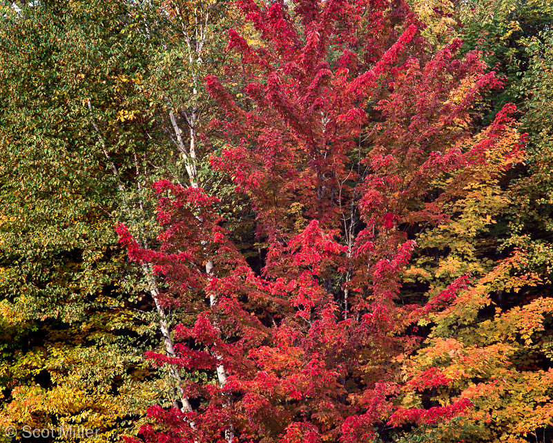 1003ScotMiller_MW_red_maple