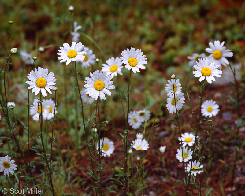 1272ScotMiller_MW_white_daisies