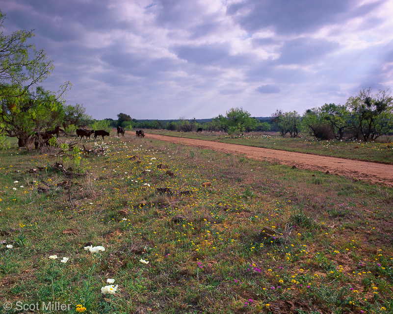 172ScotMiller_flowers_road