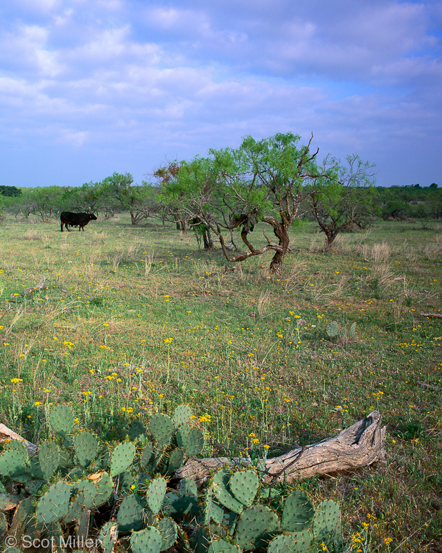 173ScotMiller_THC_pasture_yelo_flwrs