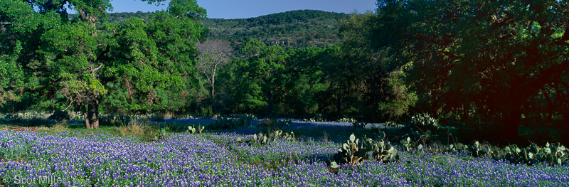 182ScotMiller_bluebonnets_PANO