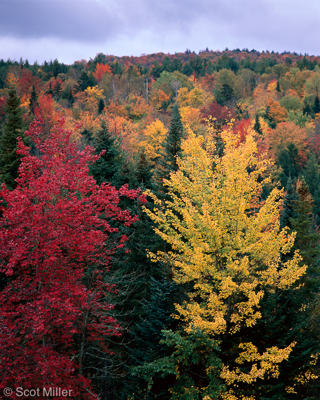 192ScotMiller_NH_yelo_red_trees