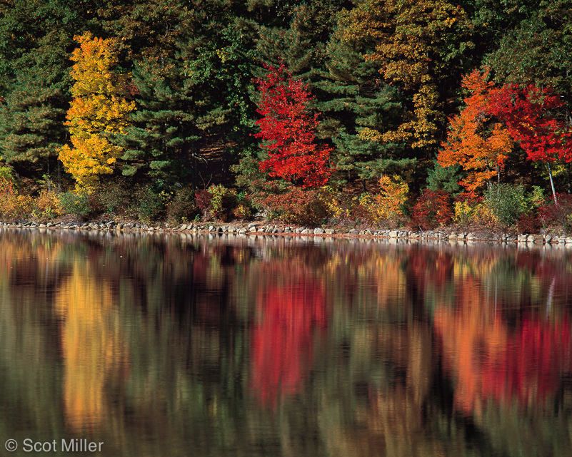 252ScotMiller_WP_fall_maples