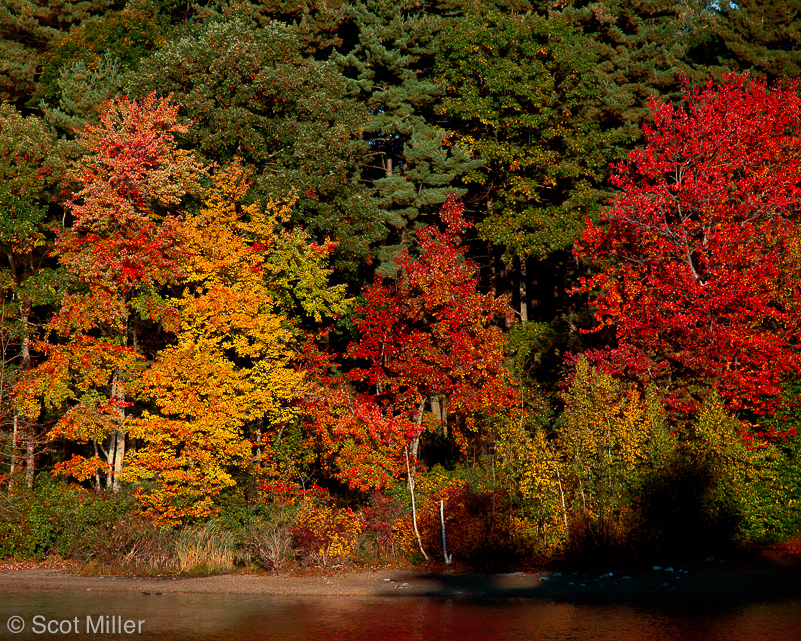 266ScotMiller_WP_fall_maples