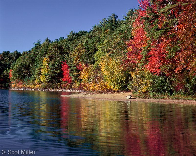 276ScotMiller_WP_fall_maples_sky