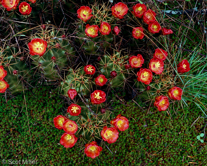 824ScotMiller_THC_red_cactus_flwrs