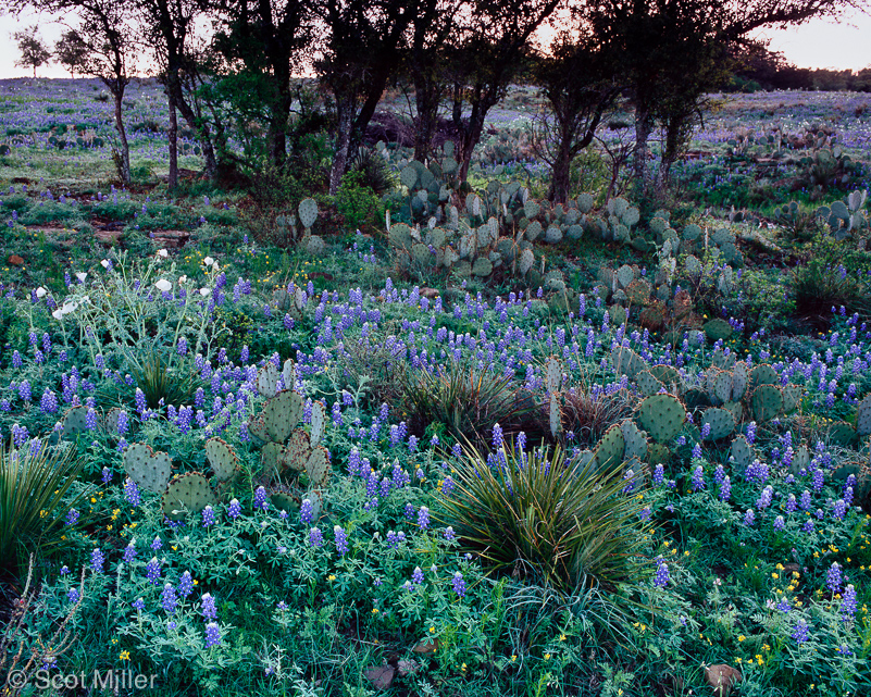 828ScotMiller_THC_bluebonnets_sunrise