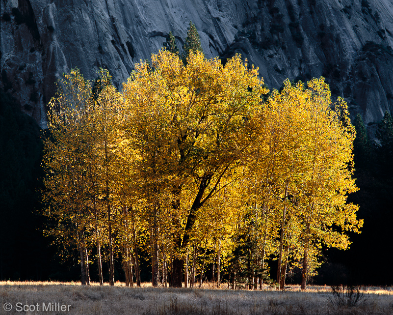 948ScotMiller_Yos_sidelit_cottonwoods_yellow