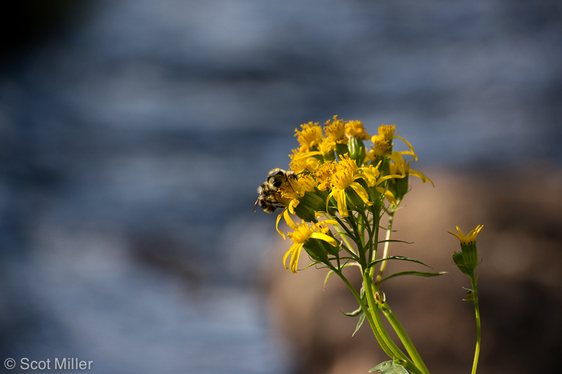 ScotMiller-1000277_Yos_bees_flowers