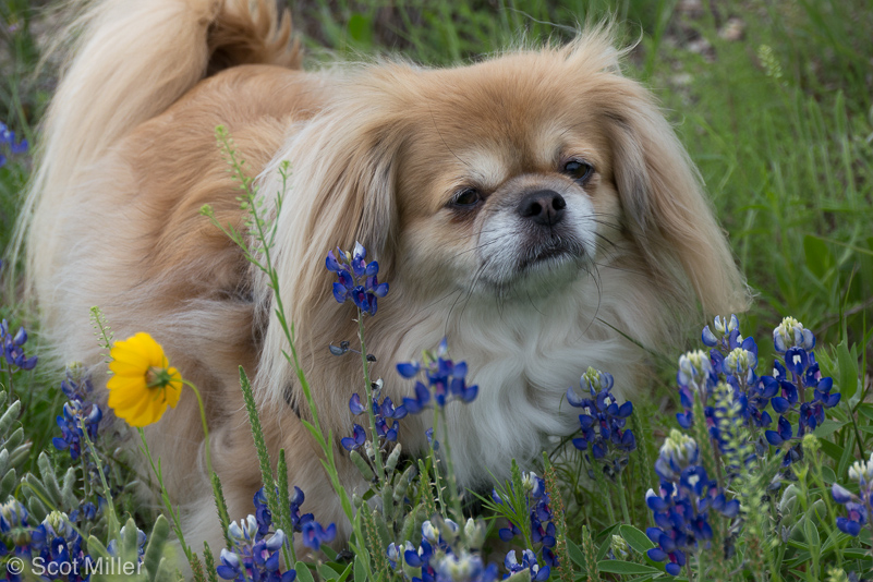 ScotMiller-1010983_THC_dog_bluebonnets