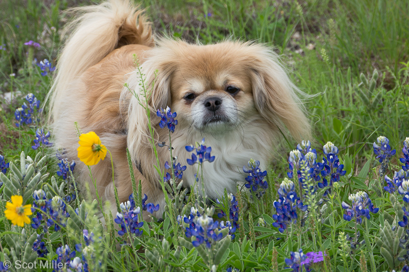 ScotMiller-1010984_THC_dog_bluebonnets