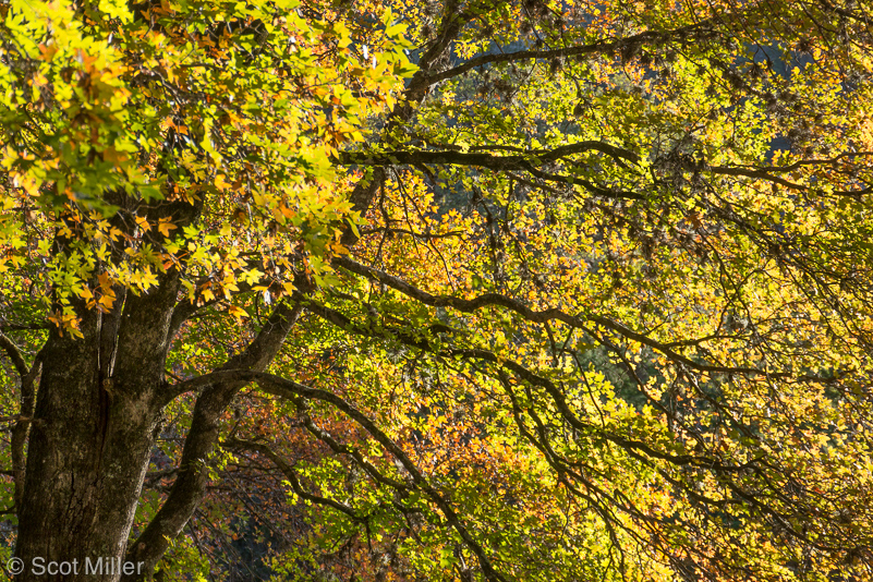 ScotMiller-1040109_THC_backlit_maples