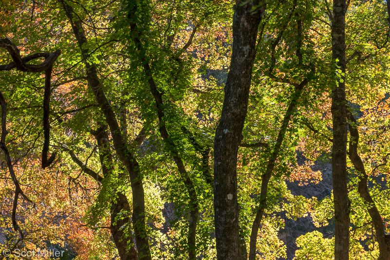 ScotMiller-1040117_THC_backlit_maples