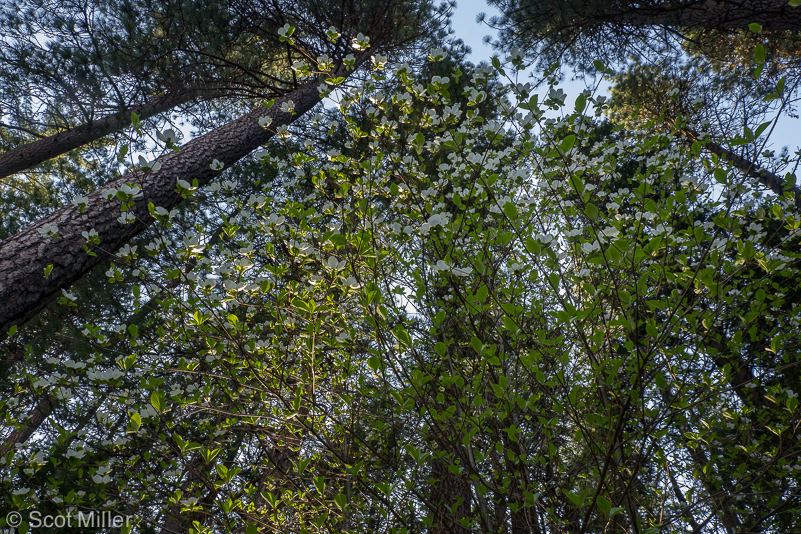 ScotMiller-1050948_Yos_dogwoods_forest