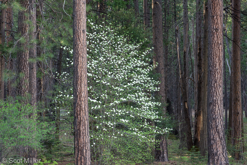 ScotMiller-1050980_Yos_dogwoods_forest