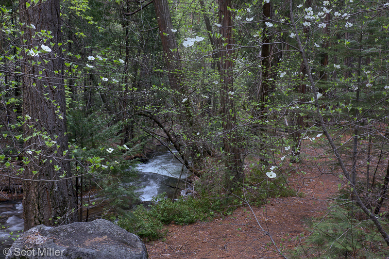 ScotMiller-1060072_Yos_dogwoods_stream