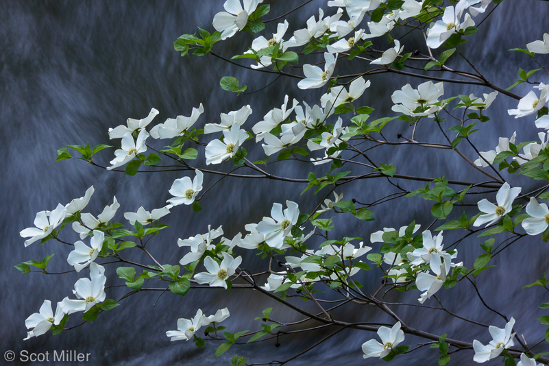 ScotMiller-1060125_Yos_dogwood_blossoms_river