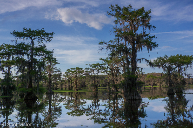 ScotMiller-1060221_CL_caddo_lake