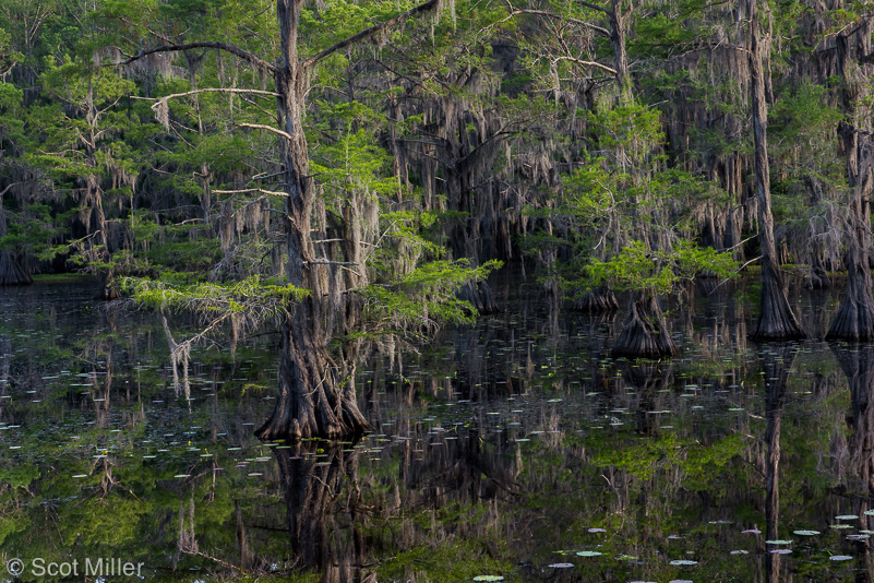 ScotMiller-1060227_CL_trees_reflect