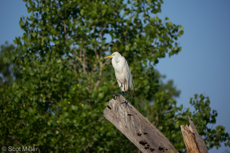 ScotMiller-1060239_CL_egret