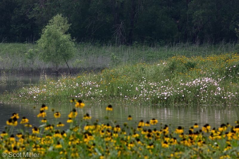 ScotMiller-1060290_GTF_flowers_island