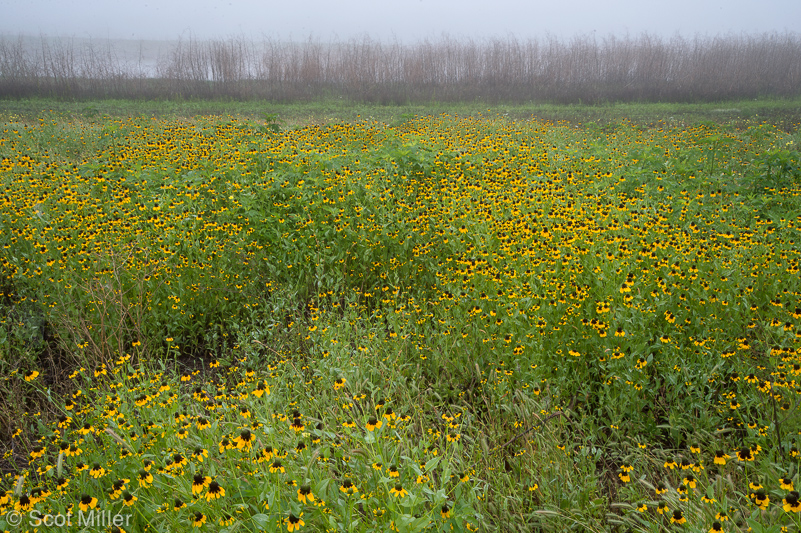 ScotMiller-7678_GTF_mex_hat_flowers