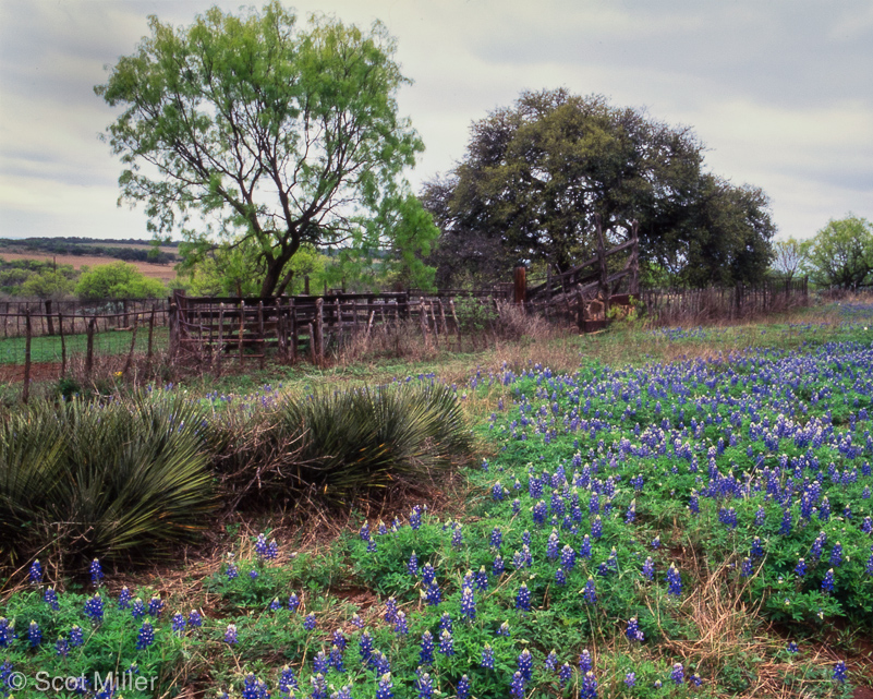 TS_SM_HA-1080097_THC_bluebonnets