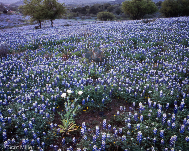 TS_SM_HA-1080099_THC_bluebonnets