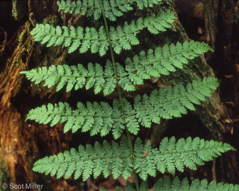 TS_SM_HA-1080104_MW_fern