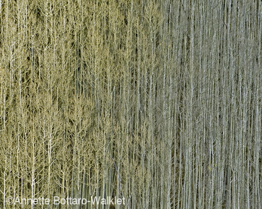 Fine photographic print by Annette Bottaro-Walklet, at Sun to Moon Gallery