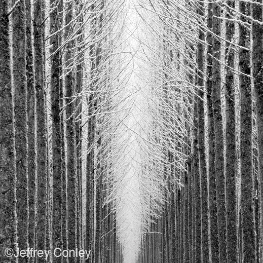 "Tree Cathedral" gelatin silver print by Jeffrey Conley, at Sun to Moon Gallery, Dallas, TX