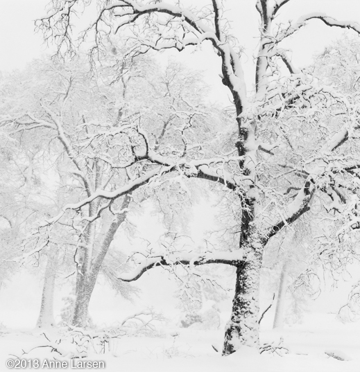 Gelatin Silver Print by Anne Larsen, at Sun to Moon Gallery, Dallas, TX 