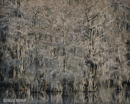 Fine photographic print of Caddo Lake by Scot Miller, at Sun to Moon Gallery, Dallas, TX – Partial sale proceeds benefit Caddo Lake Institute 