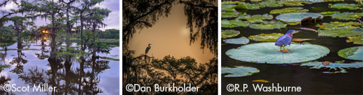 Fine photographic prints of Caddo lake by six photographers, at Sun to Moon gallery, benefiting caddo Lake Institute