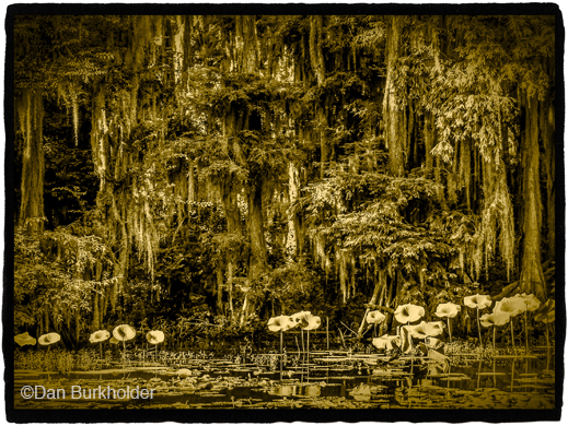 Fine photographic print of Caddo Lake by Dan Burkholder, at Sun to Moon Gallery, Dallas, TX – Partial sale proceeds benefit Caddo Lake Institute 