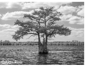 Fine art photogfap of Caddo Lake by Alan Ross, ANsel Adams' photographic assiatant, at Sun to Moon Gallery, Dallas, TX