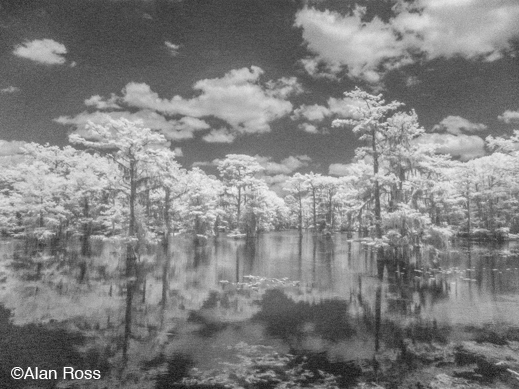 Fine photographic print of Caddo Lake by Alan Ross, at Sun to Moon Gallery, Dallas, TX – Partial sale proceeds benefit Caddo Lake Institute 