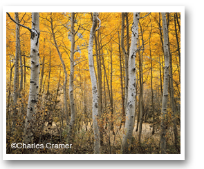 Aspens fine photographic print by Charles Cramer, at Sun to Moon Gallery
