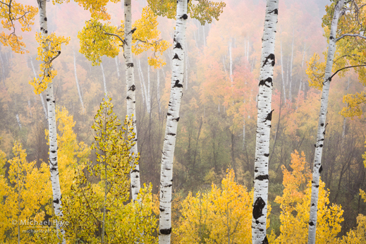 Aspens photograph by Michael Frye, Sun to Moon Gallery