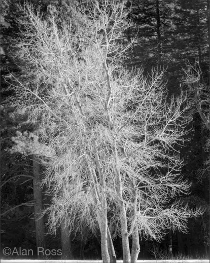 Fine gelatin silver print by Alan Ross, available at Sun to Moon Gallery, Dallas 