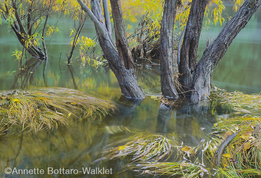 Yosemite fine photographic print by Annette Bottaro-Walklet, at Sun to Moon Gallery, Dallas, TX