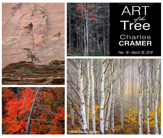 Art of the Tree with CHARLES CRAMER, photography exhibition at Sun to Moon Gallery, Dallas, TX