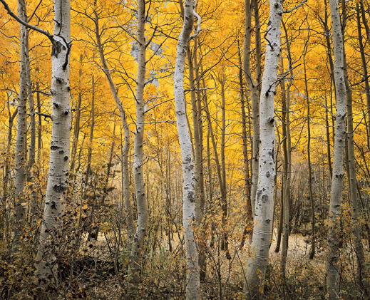 photograph &copy;Charles Cramer
