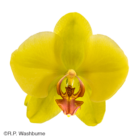 Fine Photographic Print by R.p. Washburne at Sun to Moon Gallery