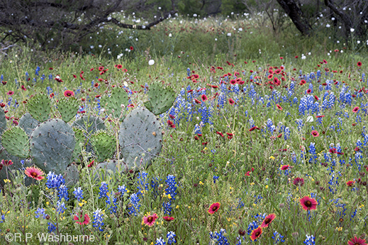Fine Photographic Print from the Texas Hill Country by R.P. Washburne, available at Sun to Moon Gallery. Dallas, TX 