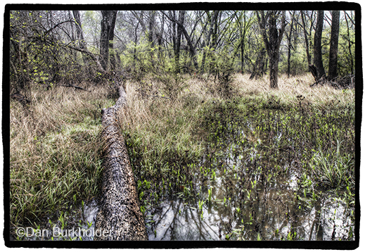 Fine photographic print of Great Trinity Forest by Dan Burkholder, at Sun to Moon Gallery