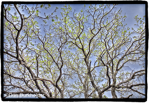 Fine photographic print of Great Trinity Forest by Dan Burkholder, at Sun to Moon Gallery