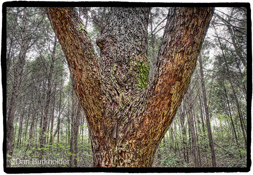 Fine photographic print of the Great Trinity Forest by Dan Burkholder, at Sun to Moon Gallery