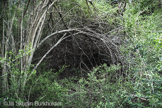 Fine photographic print of the Great Trinity Forest by Jill Skupin Burkholder, at Sun to Moon Gallery